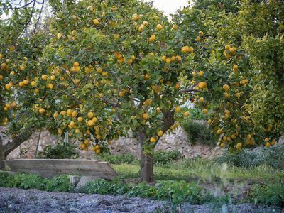 Der Zitronenbaum / The Lemon Tree